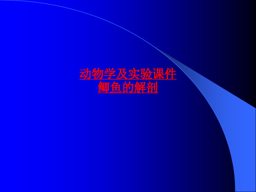 动物学及实验课件鲫鱼的解剖-最新课件