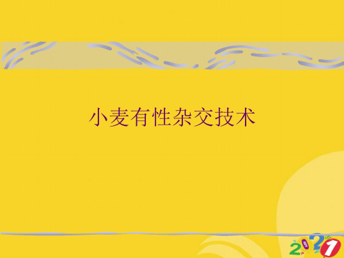 小麦有性杂交技术2021推选