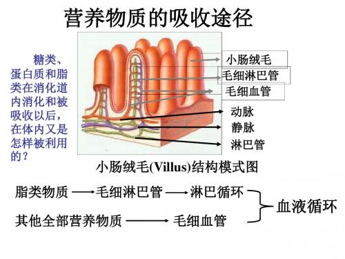 沪科版生命科学高一上4-4《生物体内营养物质的转变》PPT课件10