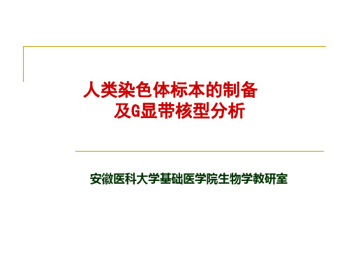 人类染色体标本的制备及G显带核型分析