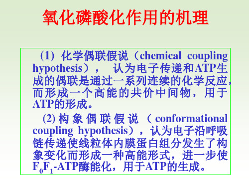 氧化磷酸化作用的机理.ppt