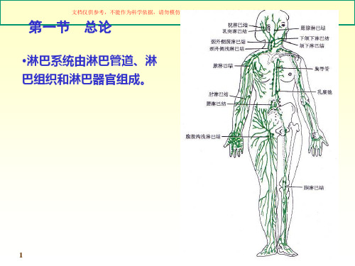 解剖学脉管系统课件