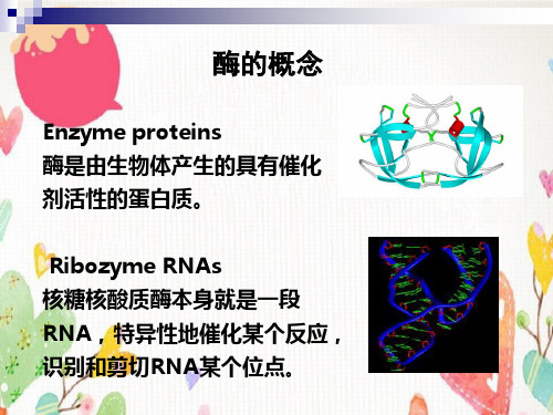 酶工程final课件.pptx