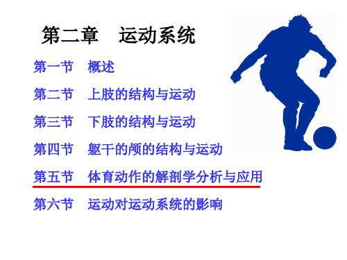 第三章运动系统