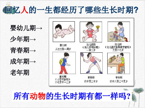 1.3动物的生长时期2021学年浙教版七年级科学下册课件