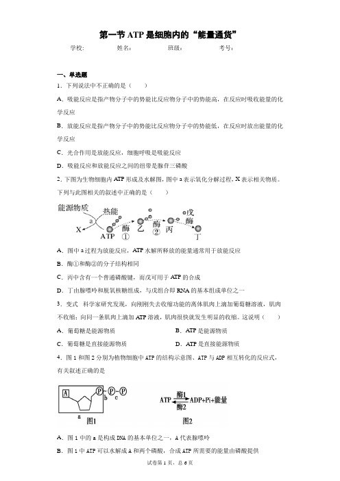 第一节ATP是细胞内的“能量通货”含答案解析