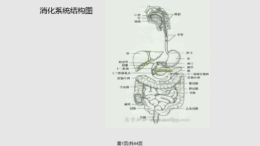 消化系统幻灯片PPT课件