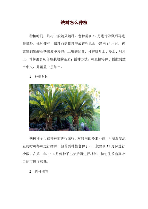 铁树怎么种植