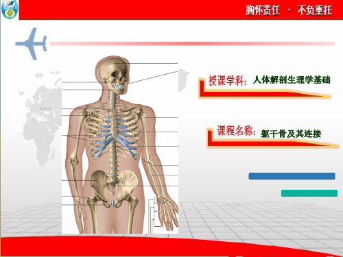 2、躯干骨及其连接