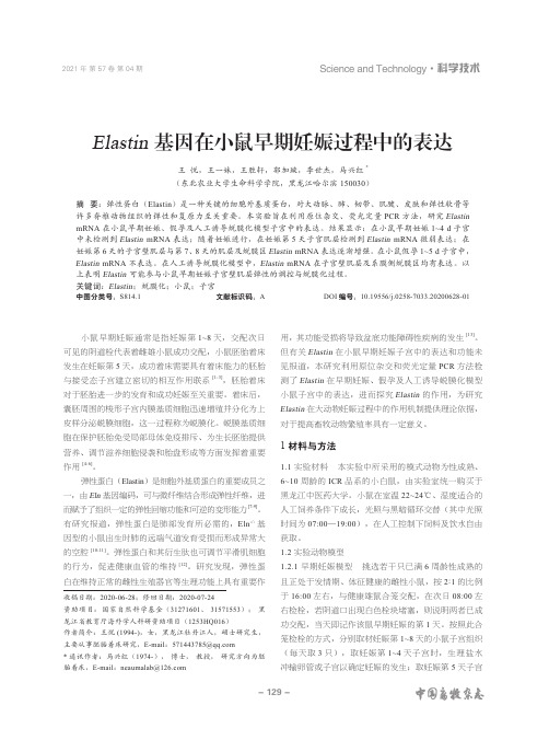 Elastin基因在小鼠早期妊娠过程中的表达