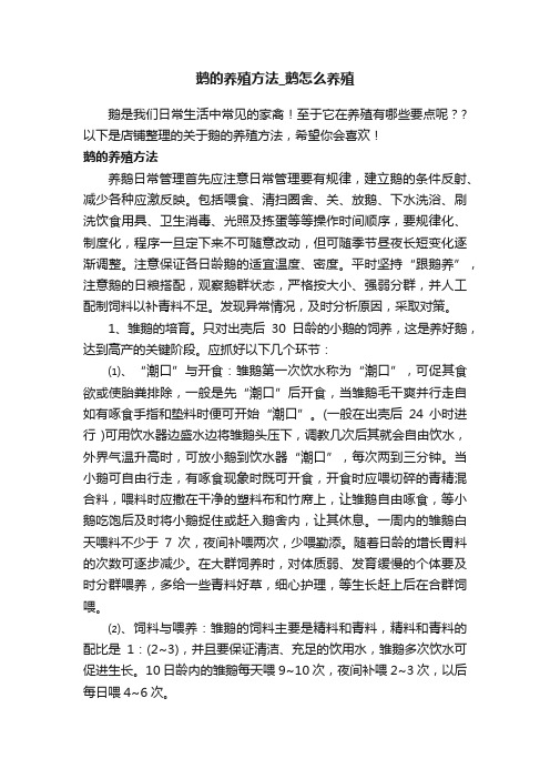 鹅的养殖方法_鹅怎么养殖