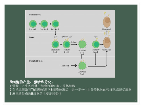 医学课件美罗华利妥昔单抗