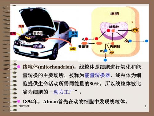 [细胞生物学]线粒体PPT医学课件