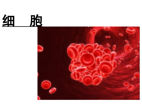 六年级下册科学课件1.1细胞青岛版