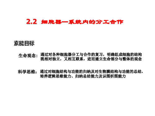 一轮复习2.2细胞器--系统内的分工合作