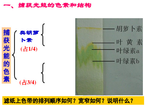 能量之源――光与光合作用(公开课)PPT课件