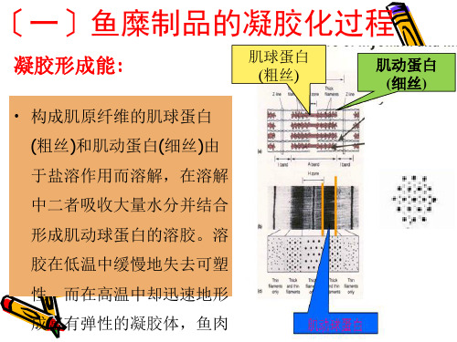 项目四鱼糜加工技术幻灯片PPT