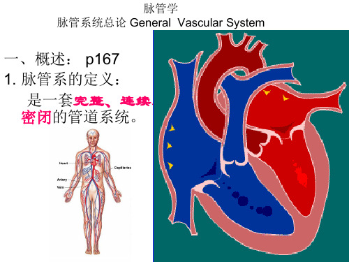 正常人体结构-系统解剖学课件-脉管系统