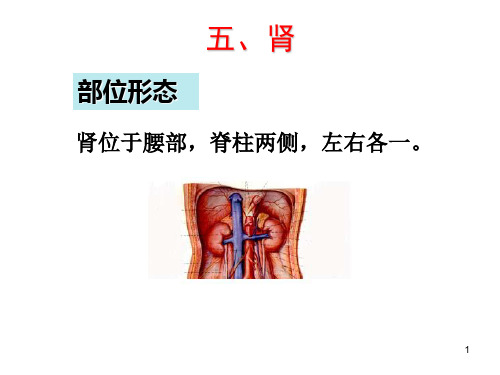 第三章第一节肾PPT课件