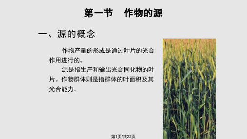 作物的源库流理论PPT课件