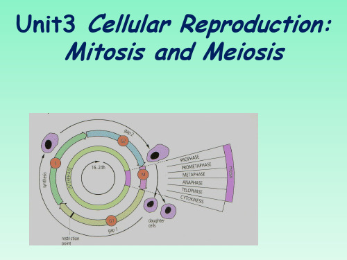 生物专业英语教学 细胞的繁殖