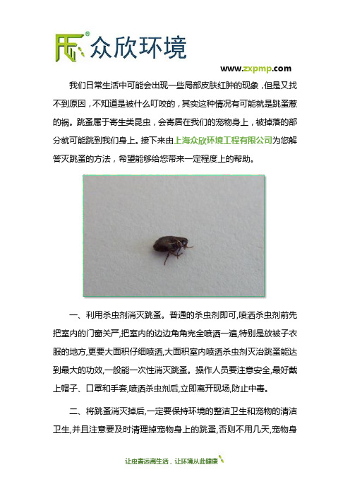 灭跳蚤有什么好方法