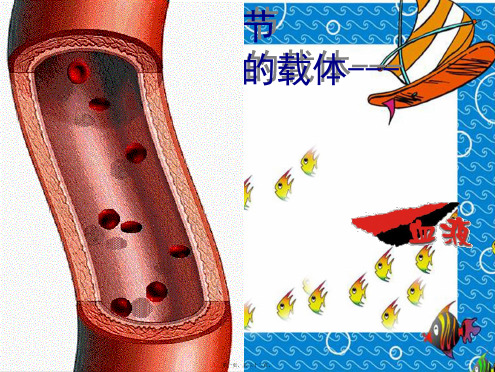 七年级生物下册第2单元第2章第1节物质运输的载体血液初中七年级下册生物