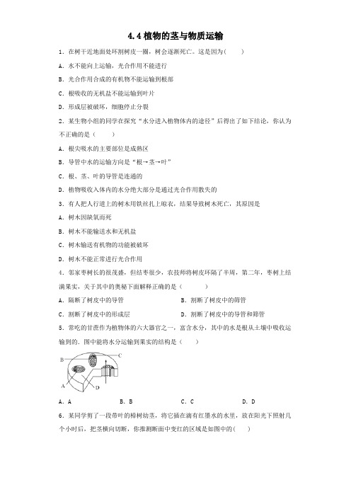 植物的茎与物质运输(同步基础练习)八年级科学下册