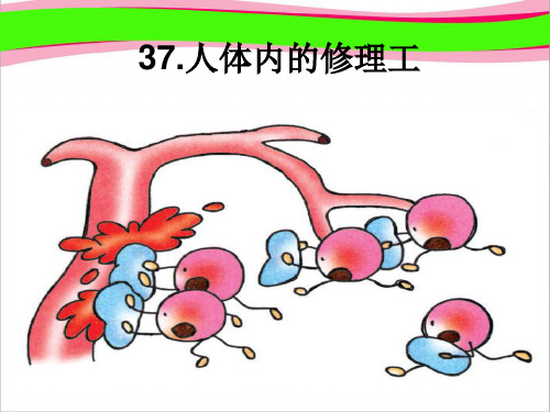 《人体内的“修理工”》省优获奖课件(沪教版二年级语文上册课件)