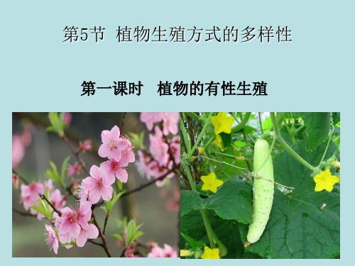 浙教版科学《植物生殖方式的多样性》优秀公开课ppt1