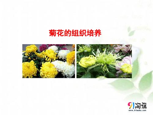 课件10：3.1 菊花的组织培养