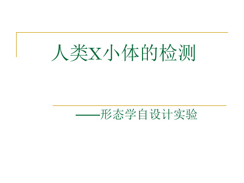 形态实验学PPT：人类X小体的检测-形态学自设计实验