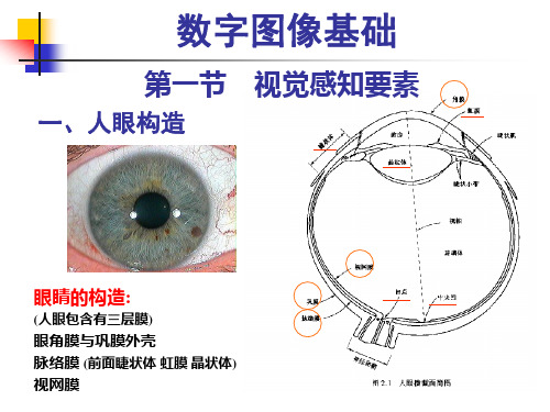 数字图像基础知识-视觉感知要素