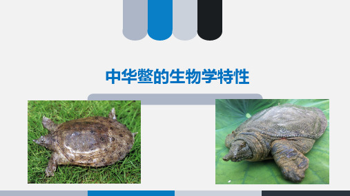 中华鳖的生物学特性