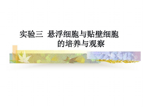 悬浮与贴壁洗胞培养观察-2023年学习资料