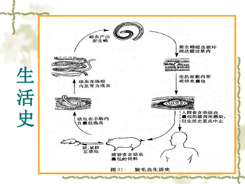 旋毛虫 生活史