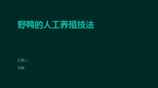 野鸭的人工养殖技法