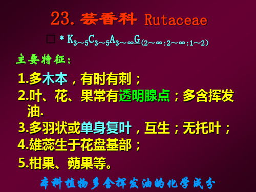 樟科锦葵科10秋23-31