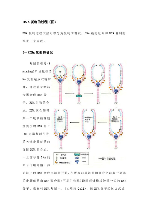 DNA复制的过程