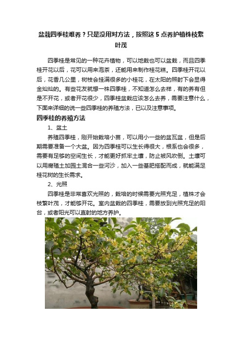 盆栽四季桂难养？只是没用对方法，按照这5点养护植株枝繁叶茂