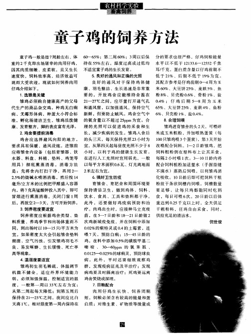 童子鸡的饲养方法