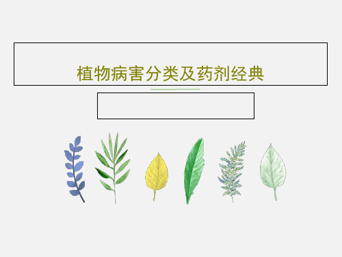 植物病害分类及药剂经典共45页