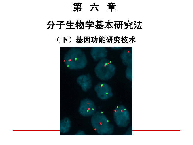 6分子生物学研究法(下)