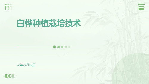 白桦种植栽培技术