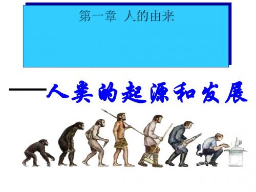 【初中生物】人类的起源和发展ppt7