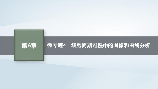 新教材高中生物第6章细胞的生命历程微专题4细胞周期过程中的图像和曲线分析课件新人教版必修1