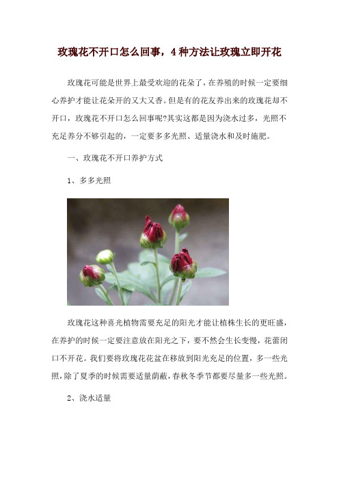 玫瑰花不开口怎么回事,4种方法让玫瑰立即开花