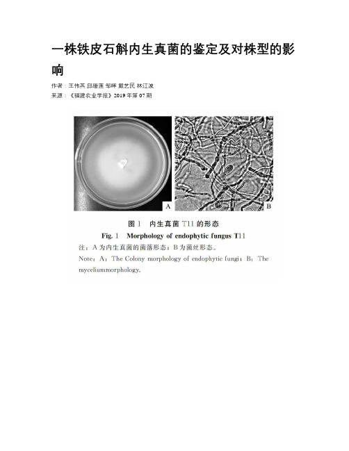 一株铁皮石斛内生真菌的鉴定及对株型的影响