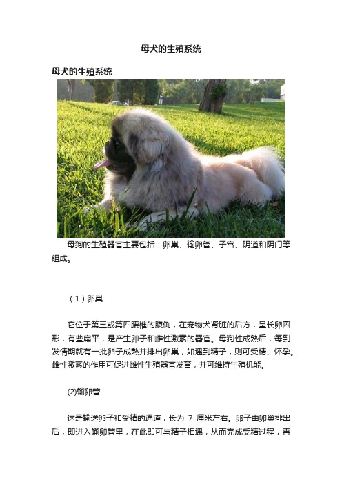 母犬的生殖系统