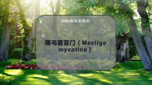 鞭毛菌 亚门(Mastigo mycotina)